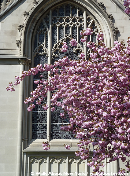 Gay Graves Tour, Green-Wood Cemetery, Kwanzan Cherry Tree, Blooms, Blossoms, Pink, Showy, Cemetery, Cherry Tree, Spring