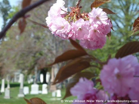 Gay Graves Tour, Green-Wood Cemetery, Kwanzan Cherry Tree, Blooms, Blossoms, Pink, Showy, Cemetery, Cherry Tree, Spring