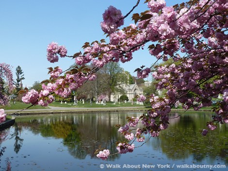 Gay Graves Tour, Green-Wood Cemetery, Kwanzan Cherry Tree, Blooms, Blossoms, Pink, Showy, Cemetery, Cherry Tree, Spring