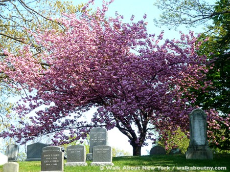 Gay Graves Tour, Green-Wood Cemetery, Kwanzan Cherry Tree, Blooms, Blossoms, Pink, Showy, Cemetery, Cherry Tree, Spring