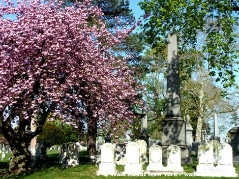 Gay Graves Tour, Green-Wood Cemetery, Kwanzan Cherry Tree, Blooms, Blossoms, Pink, Showy, Cemetery, Cherry Tree, Spring