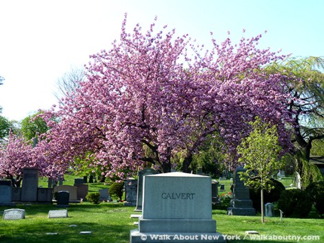 Gay Graves Tour, Green-Wood Cemetery, Kwanzan Cherry Tree, Blooms, Blossoms, Pink, Showy, Cemetery, Cherry Tree, Spring