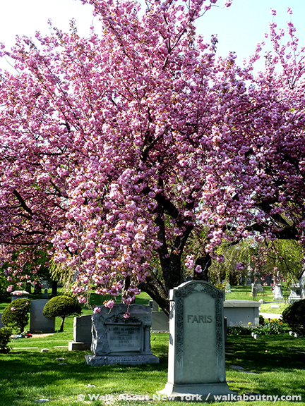 Gay Graves Tour, Green-Wood Cemetery, Kwanzan Cherry Tree, Blooms, Blossoms, Pink, Showy, Cemetery, Cherry Tree, Spring