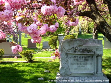 Gay Graves Tour, Green-Wood Cemetery, Kwanzan Cherry Tree, Blooms, Blossoms, Pink, Showy, Cemetery, Cherry Tree, Spring