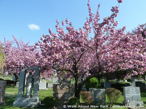 Gay Graves Tour, Green-Wood Cemetery, Kwanzan Cherry Tree, Blooms, Blossoms, Pink, Showy, Cemetery, Cherry Tree, Spring