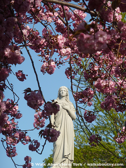Gay Graves Tour, Green-Wood Cemetery, Kwanzan Cherry Tree, Blooms, Blossoms, Pink, Showy, Cemetery, Cherry Tree, Spring
