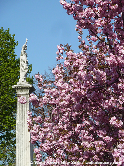 Gay Graves Tour, Green-Wood Cemetery, Kwanzan Cherry Tree, Blooms, Blossoms, Pink, Showy, Cemetery, Cherry Tree, Spring