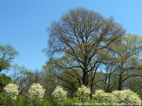 New York Botanical Garden, the Bronx, Spring, Daffodils, Cherry Trees, Daffodil Hill, Walk About New York, Specialty Tours, Lilacs