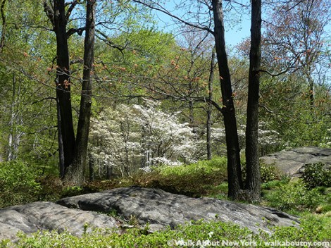 New York Botanical Garden, the Bronx, Spring, Daffodils, Cherry Trees, Daffodil Hill, Walk About New York, Specialty Tours, Lilacs