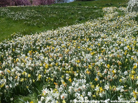 New York Botanical Garden, the Bronx, Spring, Daffodils, Cherry Trees, Daffodil Hill, Walk About New York, Specialty Tours, Lilacs