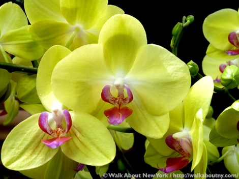 Orchid Show, Flowers, Orchids, New York Botanical Garden, The Bronx, Walk About New York, Walking Tours, Walking Tour, Spring, Annual, Specialty Tours, Glass Greenhouse, Enid A Haupt Conservatory, Hothouse