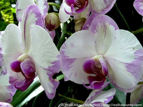 Orchid Show, Flowers, Orchids, New York Botanical Garden, The Bronx, Walk About New York, Walking Tours, Walking Tour, Spring, Annual, Specialty Tours, Glass Greenhouse, Enid A Haupt Conservatory, Hothouse