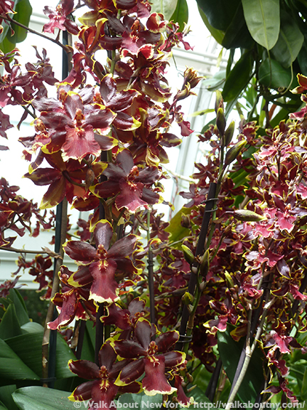 Orchid Show, Flowers, Orchids, New York Botanical Garden, The Bronx, Walk About New York, Walking Tours, Walking Tour, Spring, Annual, Specialty Tours, Glass Greenhouse, Enid A Haupt Conservatory, Hothouse
