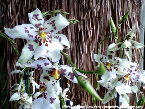 Orchid Show, Flowers, Orchids, New York Botanical Garden, The Bronx, Walk About New York, Walking Tours, Walking Tour, Spring, Annual, Specialty Tours, Glass Greenhouse, Enid A Haupt Conservatory, Hothouse