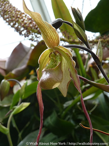 Orchid Show, Flowers, Orchids, New York Botanical Garden, The Bronx, Walk About New York, Walking Tours, Walking Tour, Spring, Annual, Specialty Tours, Glass Greenhouse, Enid A Haupt Conservatory, Hothouse