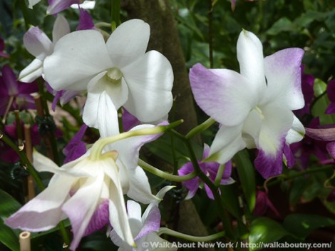 Orchid Show, Flowers, Orchids, New York Botanical Garden, The Bronx, Walk About New York, Walking Tours, Walking Tour, Spring, Annual, Specialty Tours, Glass Greenhouse, Enid A Haupt Conservatory, Hothouse
