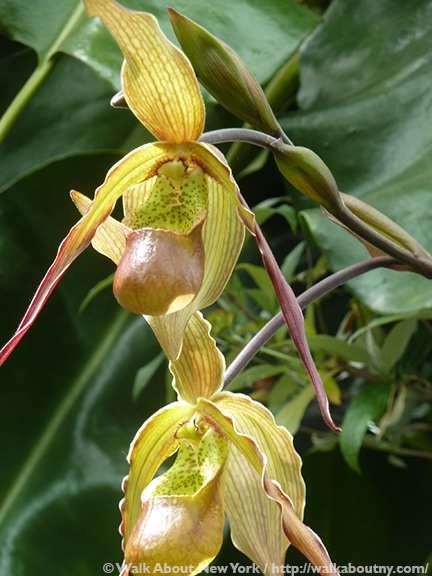 Orchid Show, Flowers, Orchids, New York Botanical Garden, The Bronx, Walk About New York, Walking Tours, Walking Tour, Spring, Annual, Specialty Tours, Glass Greenhouse, Enid A Haupt Conservatory, Hothouse