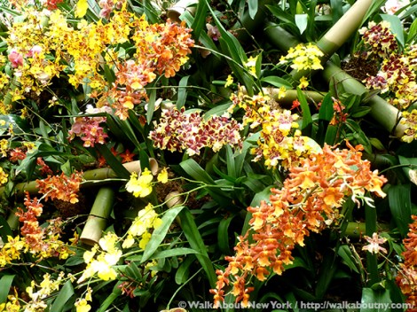 Orchid Show, Flowers, Orchids, New York Botanical Garden, The Bronx, Walk About New York, Walking Tours, Walking Tour, Spring, Annual, Specialty Tours, Glass Greenhouse, Enid A Haupt Conservatory, Hothouse