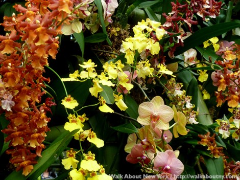 Orchid Show, Flowers, Orchids, New York Botanical Garden, The Bronx, Walk About New York, Walking Tours, Walking Tour, Spring, Annual, Specialty Tours, Glass Greenhouse, Enid A Haupt Conservatory, Hothouse