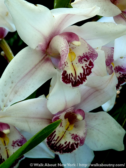 Orchid Show, Flowers, Orchids, New York Botanical Garden, The Bronx, Walk About New York, Walking Tours, Walking Tour, Spring, Annual, Specialty Tours, Glass Greenhouse, Enid A Haupt Conservatory, Hothouse