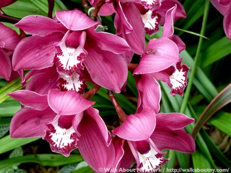 Orchid Show, Flowers, Orchids, New York Botanical Garden, The Bronx, Walk About New York, Walking Tours, Walking Tour, Spring, Annual, Specialty Tours, Glass Greenhouse, Enid A Haupt Conservatory, Hothouse