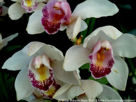 Orchid Show, Flowers, Orchids, New York Botanical Garden, The Bronx, Walk About New York, Walking Tours, Walking Tour, Spring, Annual, Specialty Tours, Glass Greenhouse, Enid A Haupt Conservatory, Hothouse